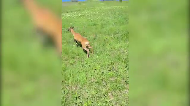 Aventura unui căprior rămas captiv într-un gard de sârmă, în Galați. Cine l-a ajutat să scape