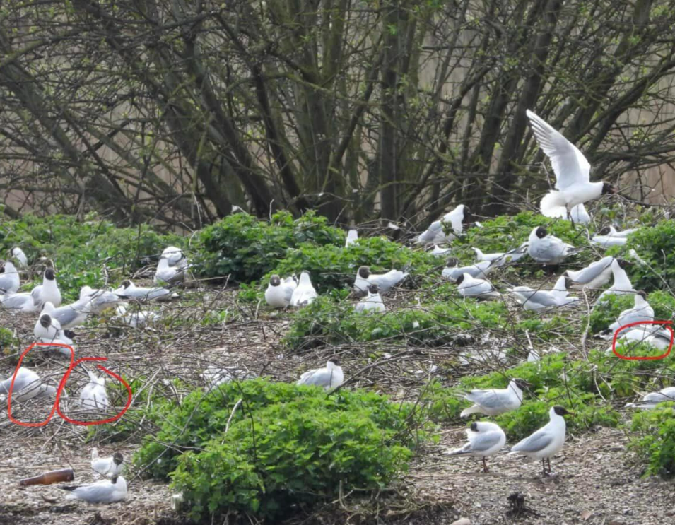 Locul în care „păsările cad din cer” din cauza unui virus cu o rată de mortalitate de 100%. Avertismentul specialiștilor