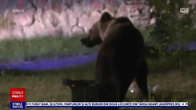 Ministerul Mediului ar trebui să plătească 100.000 de lei daune morale unui bărbat care a fost mutilat de urs