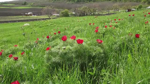 Bujorii de stepă, spectacol de culoare și mireasmă într-o rezervație unică în Europa