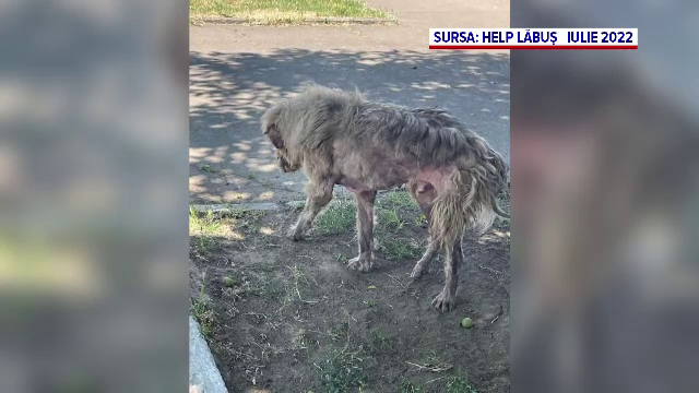 Voluntarii din Galați au salvat un c&acirc;ine grav bolnav și au avut un șoc după puțin timp. Ce rasă era, de fapt