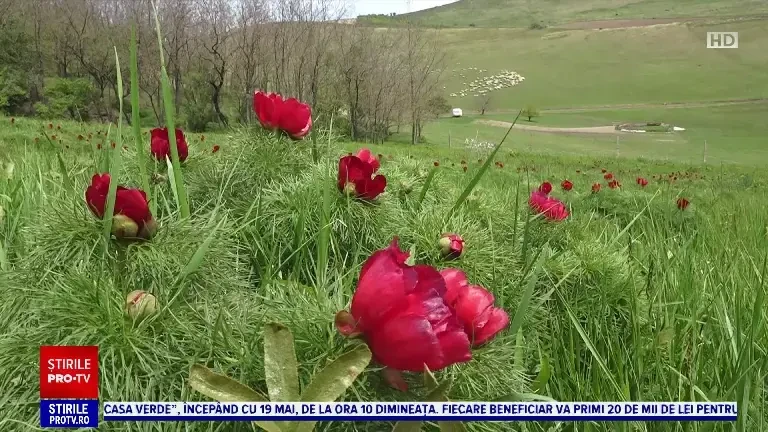 Bujorii de stepă, spectacol de culoare și mireasmă într-o rezervație unică în Europa