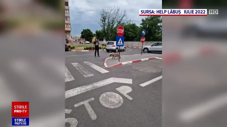 Voluntarii din Galați au salvat un câine grav bolnav și au avut un șoc după puțin timp. Ce rasă era, de fapt