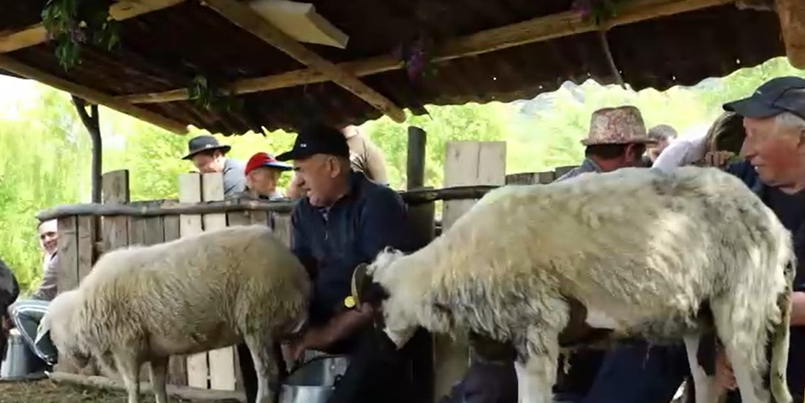 Ciobanii au început „Măsurișul oilor” înainte de a-și urca mioarele pe munte. Cum este celebrată tradiția