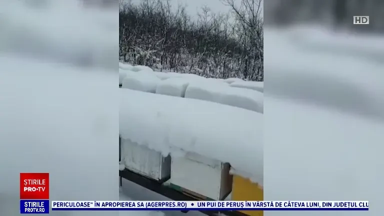 Pierdere uriașă pentru aplicultori. Vremea extrem de rece de la începutul primăverii a ucis tot mai multe albine în România
