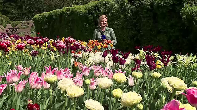 Spectacol de culori la Iași. Oamenii petrec ore întregi printre zecile de mii de lalele de la Grădina Botanică