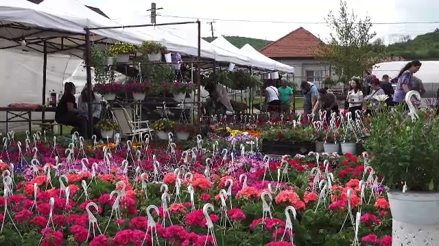 Târg de flori în Mureș: ”A trebuit o viață dăruită acestei afaceri”. Cât au plătit clienții pentru o floare