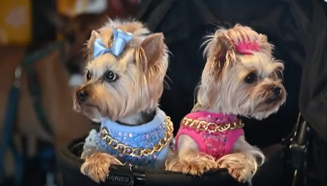 Americanii au organizat un bal pentru câini adoptați. Animalele cu cele mai tari ținute au fost premiate