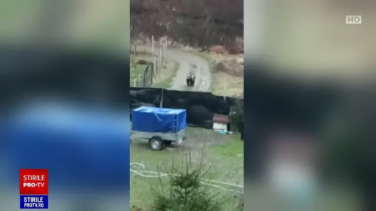 Ursoaică capturată pe străzile din Corunca, într-o cușcă. Are GPS și a fost relocată într-o rezervație