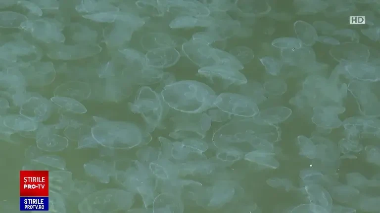 Portul Tomis din Constanța, invadat de milioane de meduze din specia „aurelia aurita". Explicația unui expert