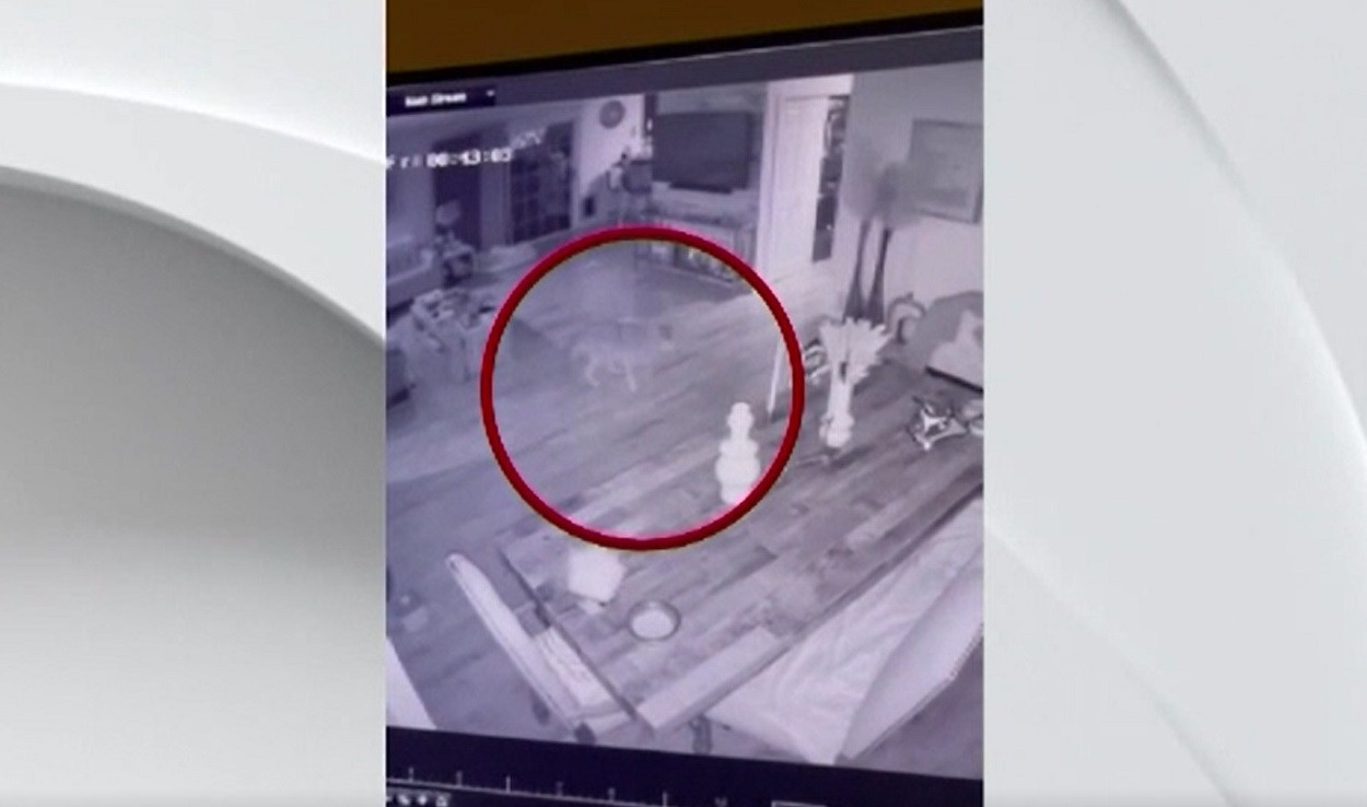 Coioții le fac viața un coșmar americanilor din California. Animalele sălbatice intră în case sau atacă oamenii pe străzi