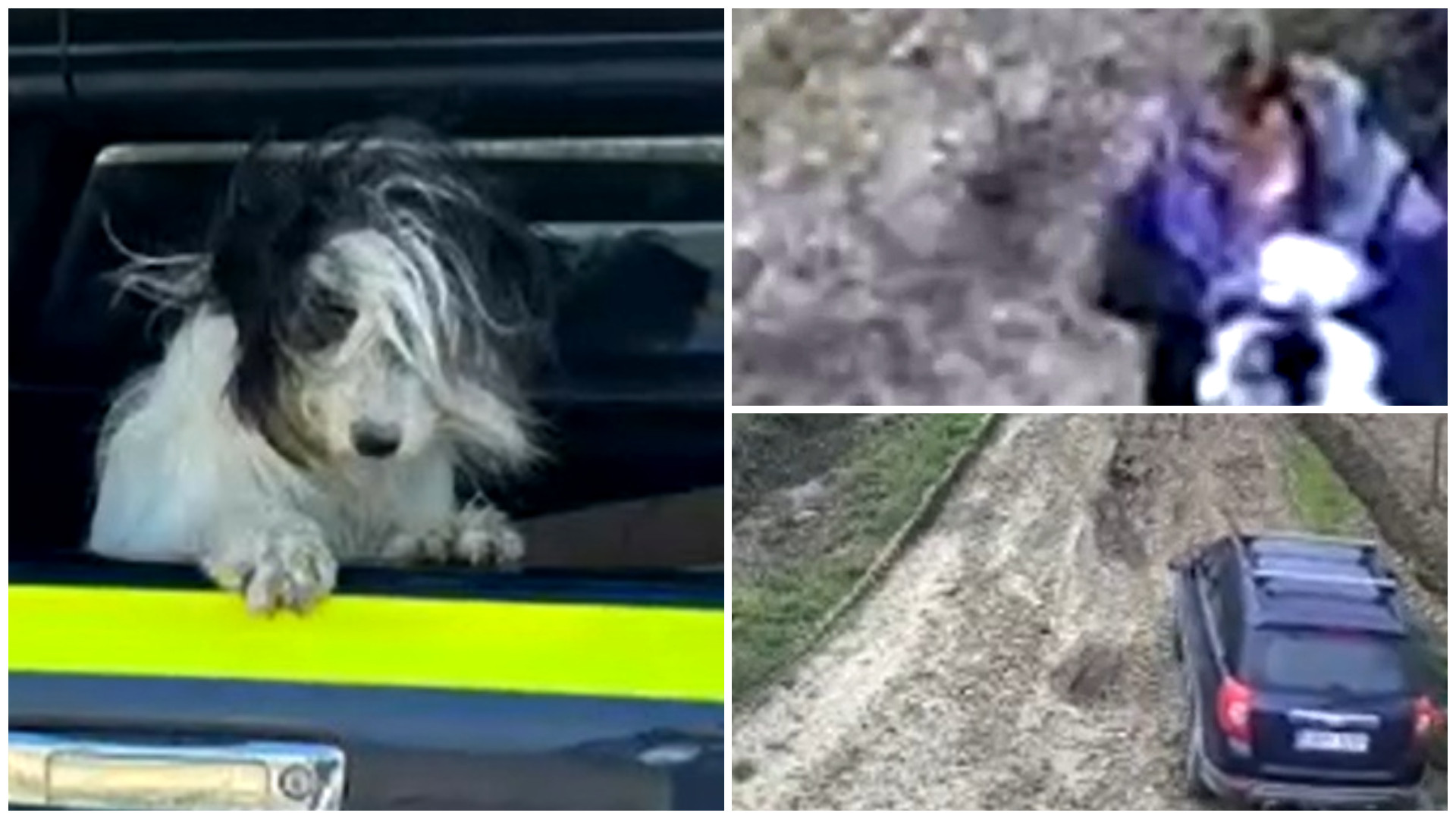 Amendă uriașă pentru un cuplu care a abandonat un câine marginea unei comune din Bacău. Momentul a fost filmat