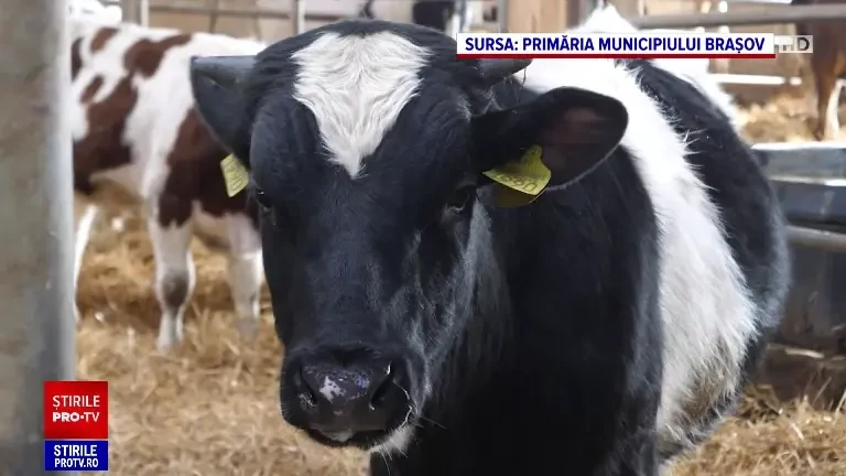 Ajutor pentru fermierii români. Instituțiile de stat vor trebui să cumpere alimente direct de la producătorii locali