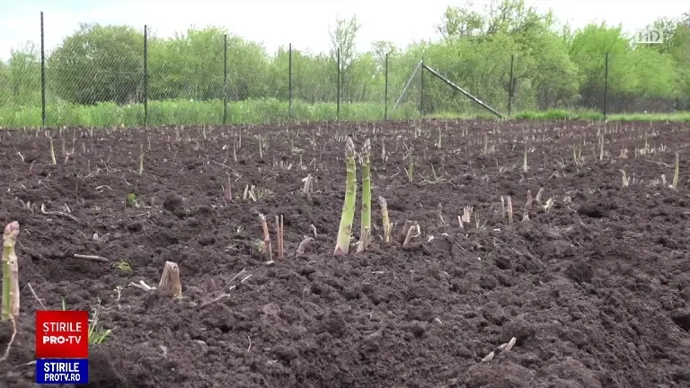 Sparanghelul românesc, o afacere înfloritoare. Un kilogram produs local se vinde la preț dublu față de cel de import