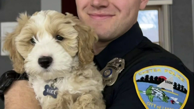 O cățelușă a devenit vedeta unei secții de poliție din Statele Unite. Daisy are o misiune „specială”