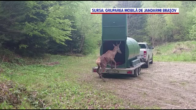 Un cerb, salvat de o echipă de intervenție în Brașov. Era blocat între un gard și o bucată de beton