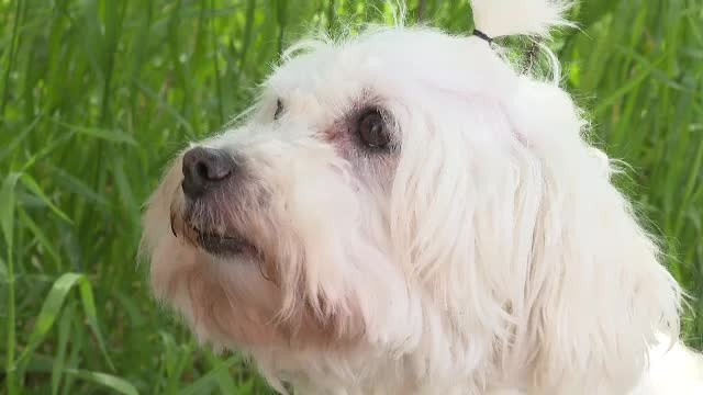 Premieră în România. Un judecător a stabilit, ca în cazul custodiei unui copil, la cine rămâne bichonul unui cuplu divorțat