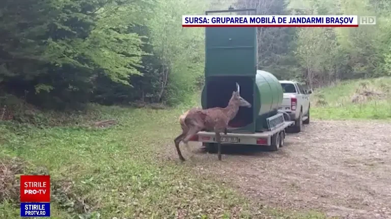 Un cerb, salvat de o echipă de intervenție în Brașov