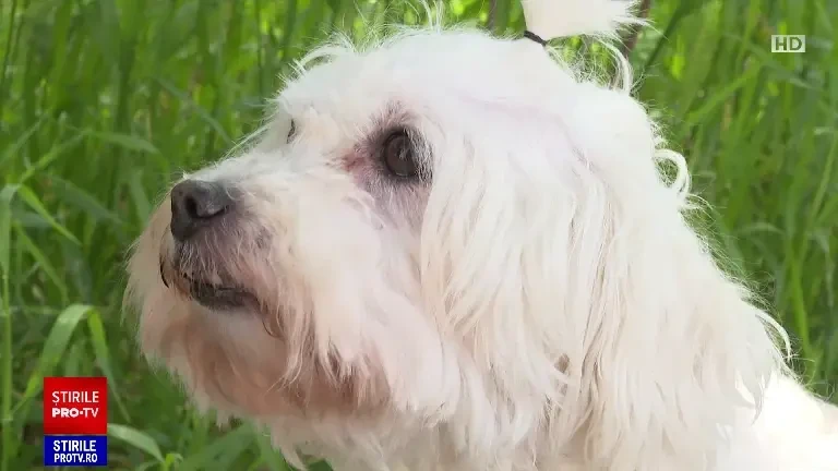 Premieră în România. Un judecător a stabilit, ca în cazul custodiei unui copil, la cine rămâne bichonul unui cuplu divorțat