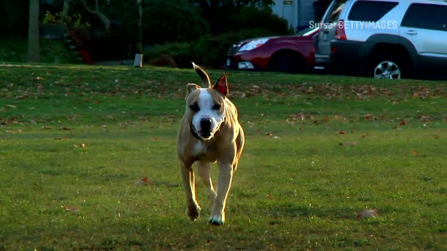 Un bărbat a fost atacat de un câine Amstaff, care a ieșit brusc dintr-o curte. I-a fost amputat un deget de la o mână