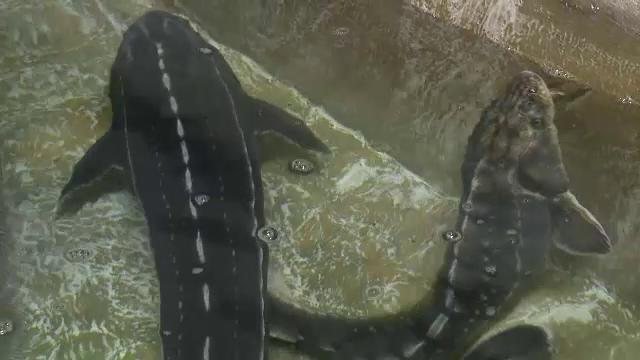 Programele de populare cu sturioni dau roade în România. Țara noastră a cumpărat puiet de aproape cinci milioane de euro