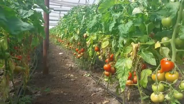 Roșiile românești vor ieși pe piață mai devreme anul acesta. Fermierii vor să țină prețurile la nivelul anului trecut