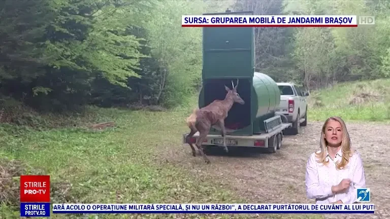 Un cerb, salvat de o echipă de intervenție în Brașov. Era blocat între un gard și o bucată de beton
