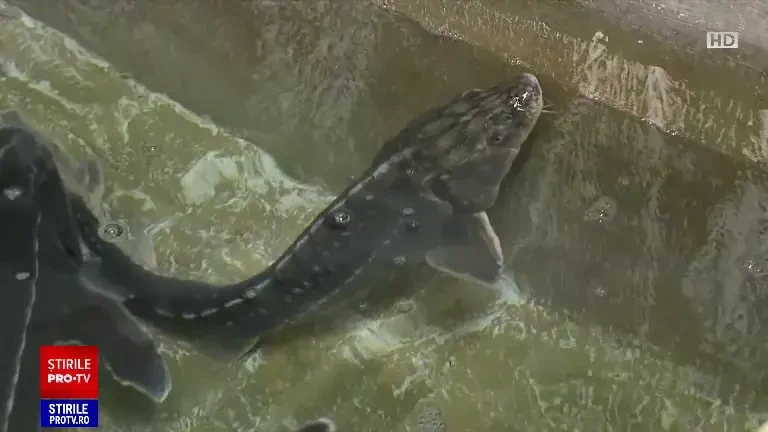 Programele de populare cu sturioni dau roade în România. Țara noastră a cumpărat puiet de aproape cinci milioane de euro