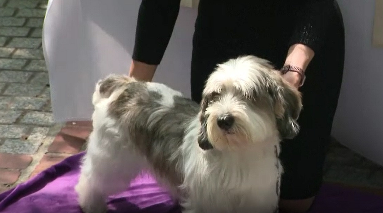 Americanii au decis: Buddy Holly este cel mai frumos câine. Din ce rasă face parte