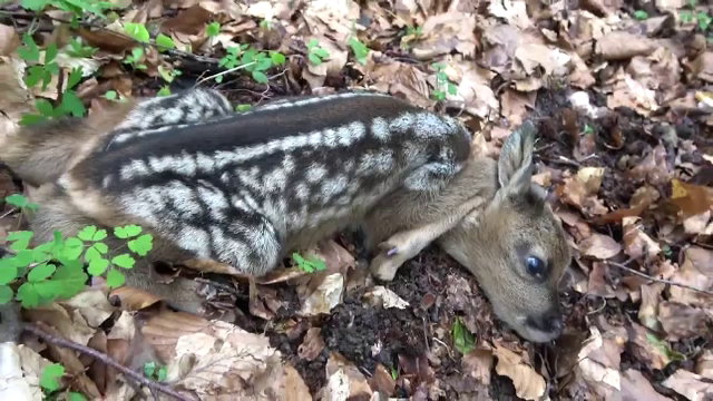 Imagini inedite surprinse la Putna. Ce făcea acest pui de căprioară