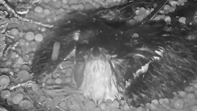 Ce a surprins o cameră instalată într-un parc. Imaginile sunt emoționante