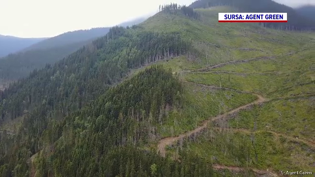 Europarlamentarii vin să vadă de ce statul nu face nimic să-și apere pădurile. ”Se taie în viteză ultimele păduri seculare”