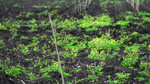 Agro-silvicultura câștigă teren și în România. Un fermier din Timiș a plantat 6.000 de plopi printre rândurile de porumb