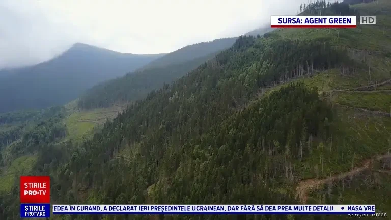 Europarlamentarii vin să vadă de ce statul nu face nimic să-și apere pădurile. ”Se taie în viteză ultimele păduri seculare”
