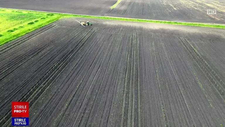 Agro-silvicultura câștigă teren și în România. Un fermier din Timiș a plantat 6.000 de plopi printre rândurile de porumb