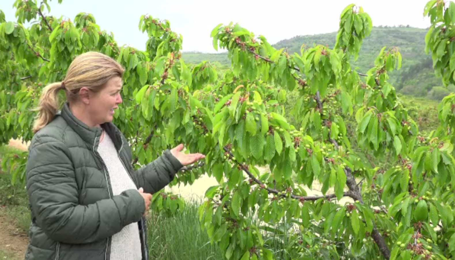 Cireșele de mai vin din import. Prețul a scăzut de la 100 de lei până spre 40 de lei kilogramul