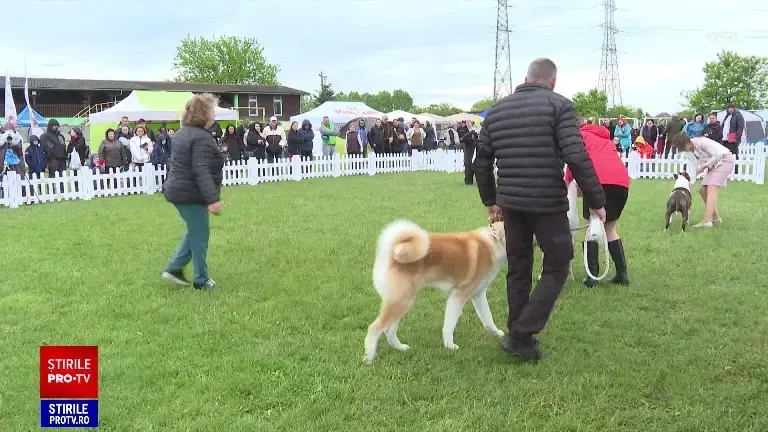 Concurs de frumusețe pentru căței, în Timișoara. River, un Pointer englez, a fost marele câștigător