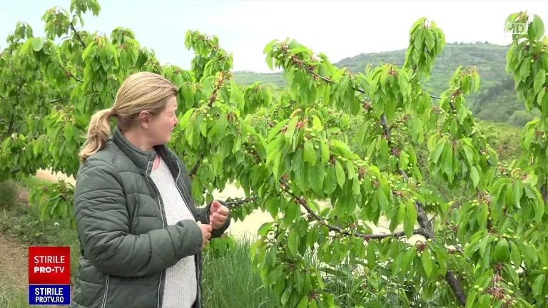 Cireșele de mai vin din import. Prețul a scăzut de la 100 de lei până spre 40 de lei kilogramul