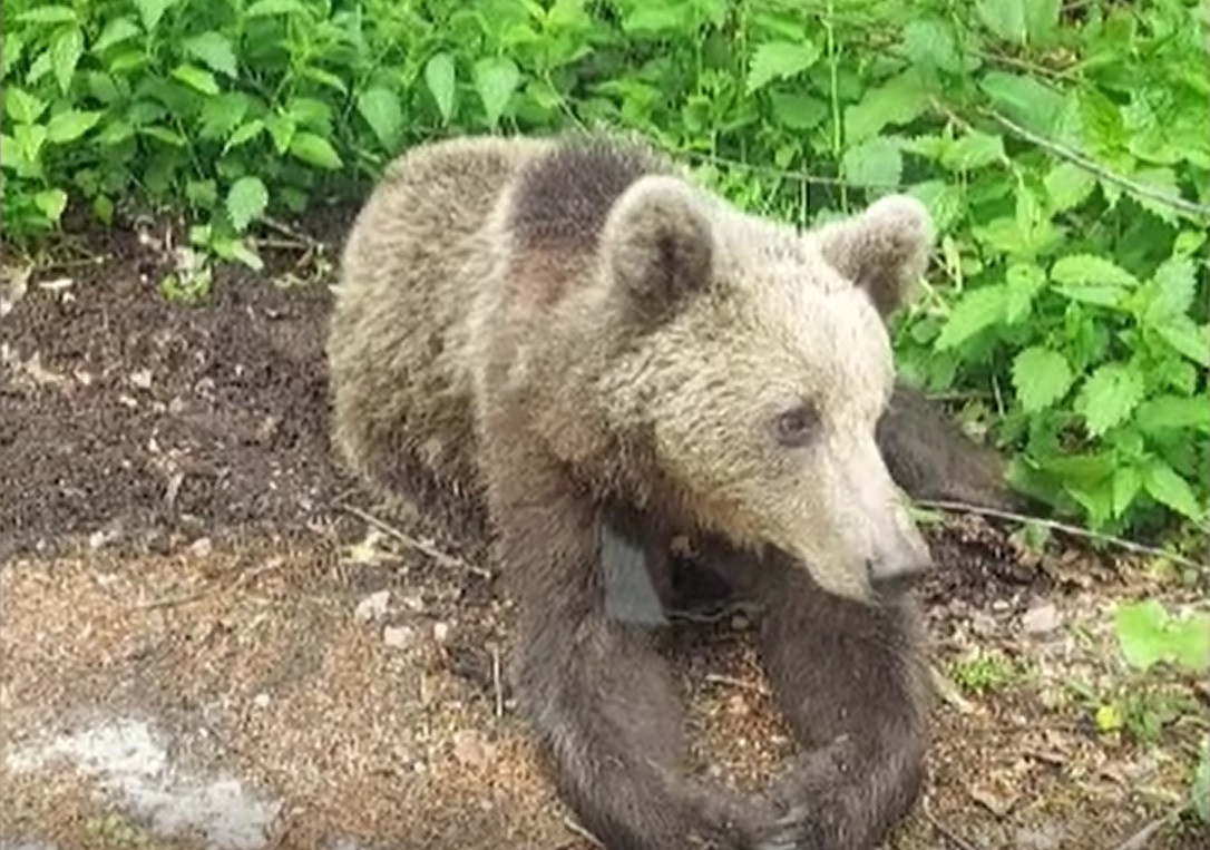 Europarlamentarii ne numără urșii, după ce au primit petiții în privința animalelor sălbatice și a tăierii pădurilor