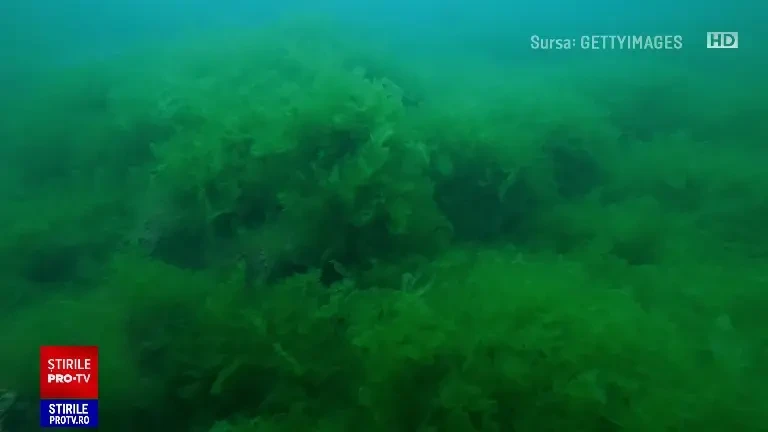 Algele din Marea Neagră ar putea ajunge în farfurie. Solicitarea Comisiei Europene