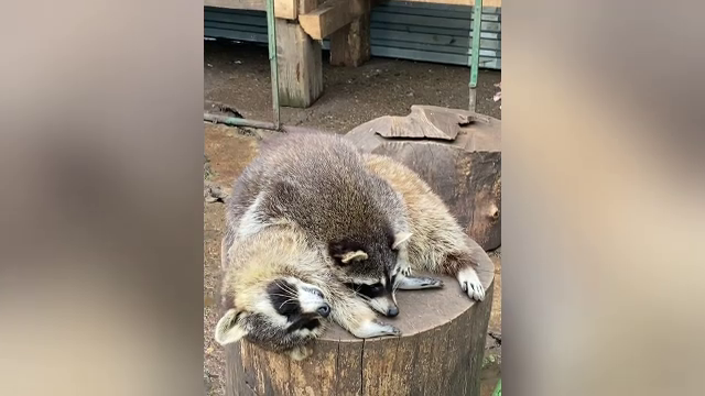 Moment de duioşie surprins între doi ratoni la Grădina Zoologică din Rădăuţi