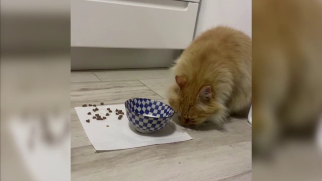 Doi soți din Iași, acuzați de vecini că sunt implicați în dispariția a cel puțin zece pisici. Copilul lor i-a dat de gol