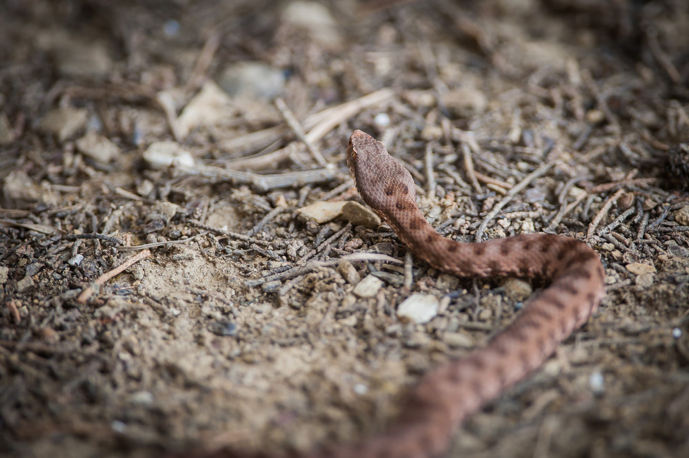 Alertă în Delta Dunării. Șerpii veninoși s-au înmulțit în zonele frecventate de turiști