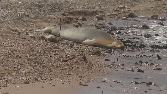 O focă dintr-o specie pe cale de dispariție și-a făcut apariția pe o plajă din Tel Aviv