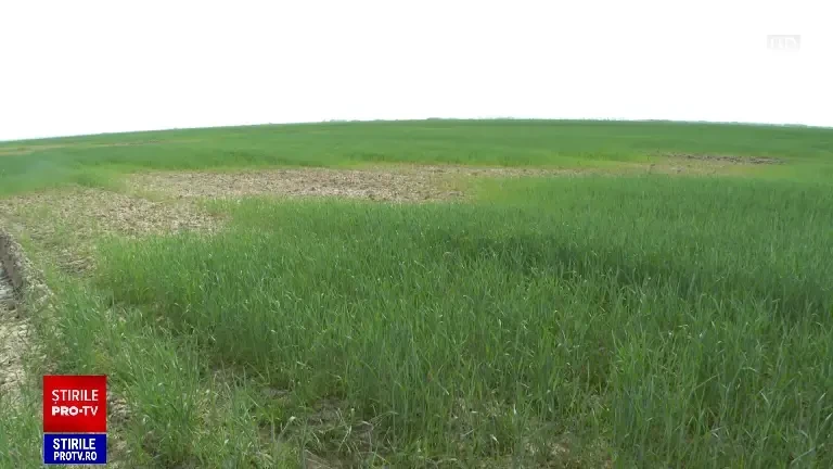 În România se construiește cel mai mare parc fotovoltaic din Europa. Are o putere mai mare decât un reactor de la Cernavodă