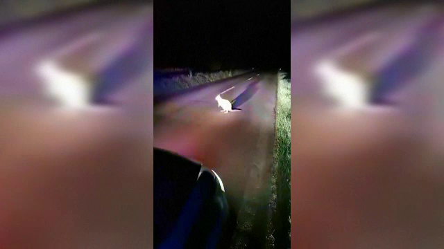 Animalul rar care le-a apărut în față unor polițiști, în miez de noapte. Ofițerilor nu le-a venit să creadă. VIDEO