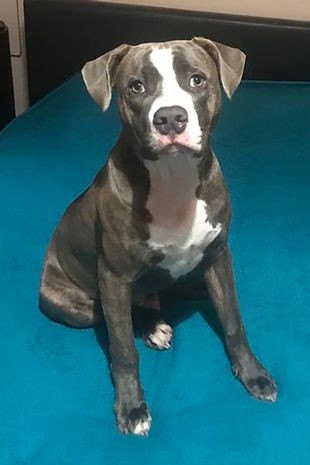 „Mami, mor?”. Ce a pățit o familie după ce a cumpărat un câine de pe Facebook | FOTO