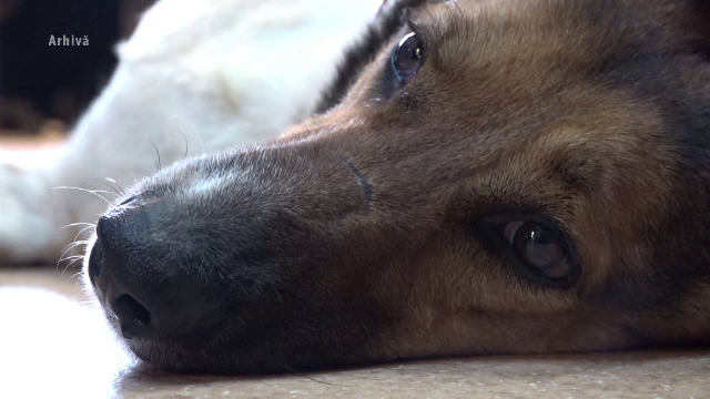 Un bărbat și-a ucis câinele cu sălbăticie pentru că alți câini din sat intrau în curtea lui. „Dacă îl ucid, ceilalți dispar”