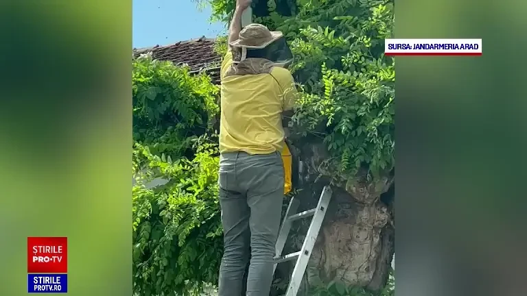 Oameni atacați de albine agresive în Arad. Imagini de la intervenția jandarmilor | VIDEO