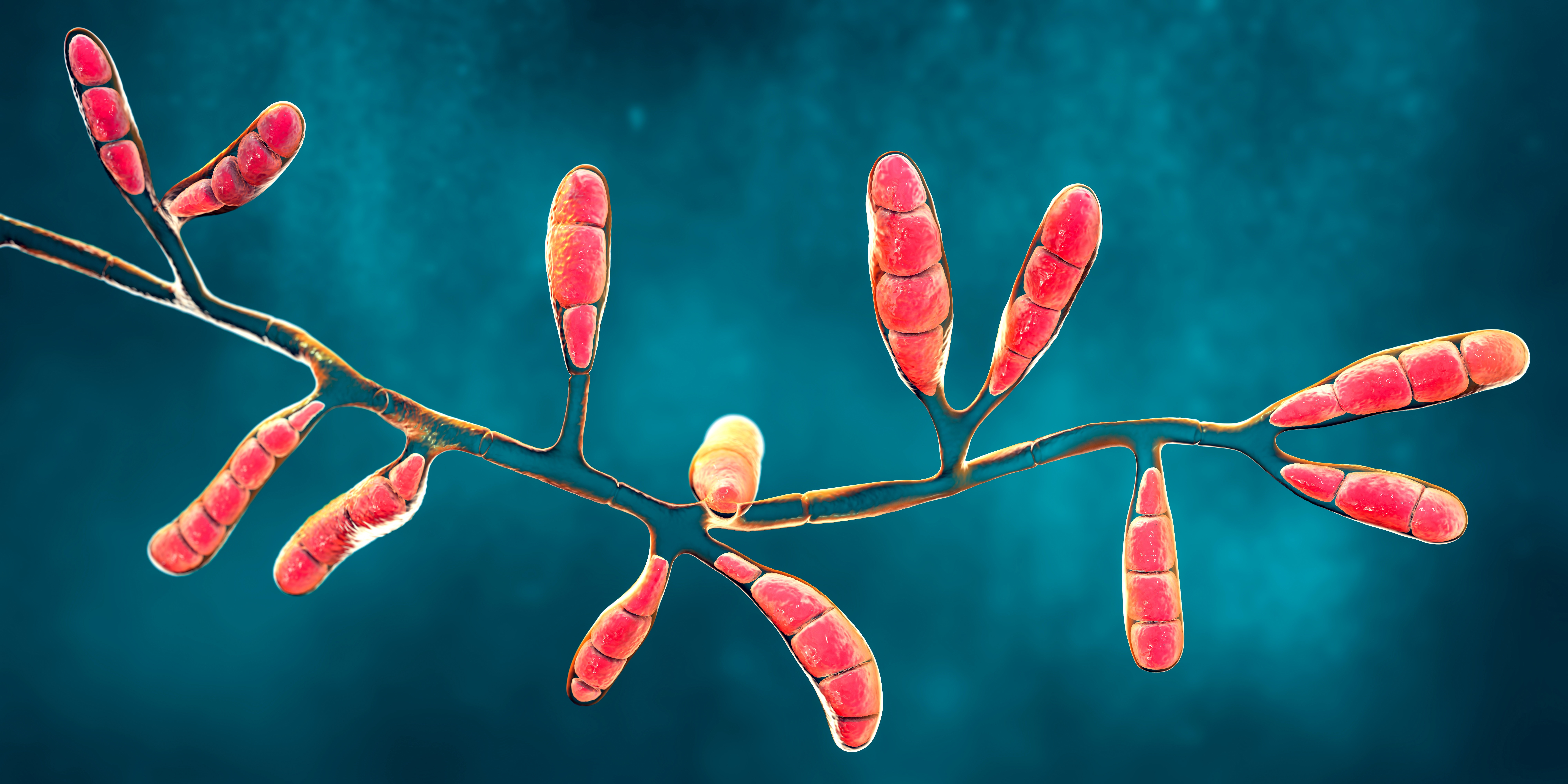 Boală fungică extrem de contagioasă, transmisă prin contact intim. Avertismentul dur al specialiștilor